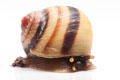 Acavus haemastoma haemastoma Mirrisa, Sri Lanka semiadult, 25 mm